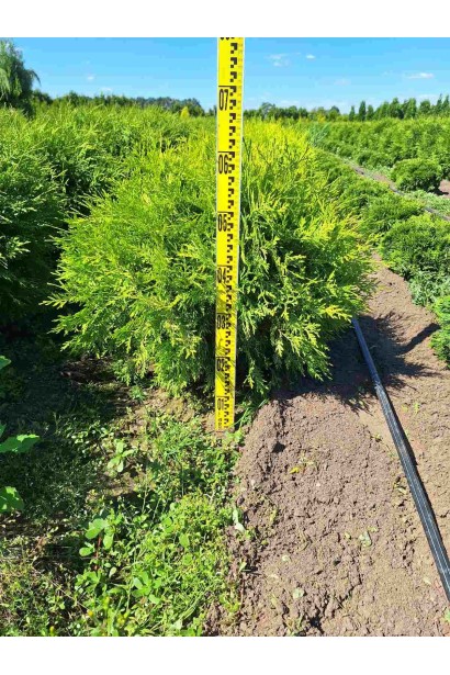 Туя західна Глобоза Ауреа - ком50кг/вис.60-80см/Ø60-80см